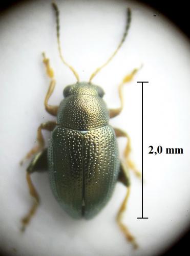Chaetocnema sp.